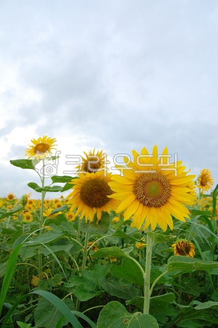 forest,yellow,flower garden,Clean,summer,cloud,Field,leaves,season,sky,green,blossom,nature,clear,sunflower,flower,August,In July,background,refreshing,plant,midsummer,Wallpapers,open