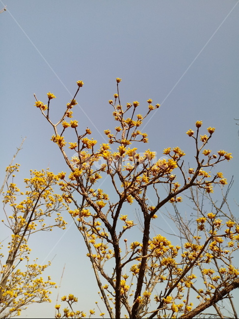 나무,나무가지,나무줄기,식물,treetrunk,plant,tree,outdoors,자연,산수유,꽃,노란색꽃