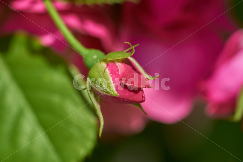 장미,식물,꽃봉오리,꽃,붉은색,붉은장미,빨간장미,rose,bud,봄,개화,식물,자연,plants,nature,꽃,flower