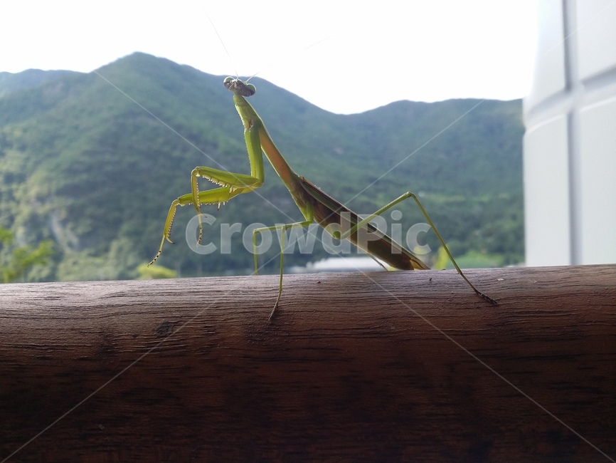 사마귀,동물,곤충,자연,insect,동물,animal,곤충,벌레,insect,bug