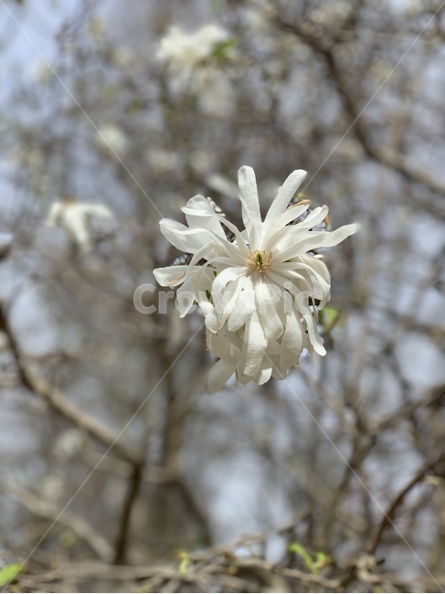 plant,식물,blossom,flower,꽃,spring,하얀꽃,크림,한송이