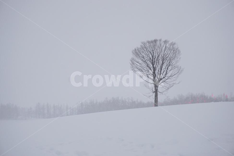nature,자연,weather,날씨,겨울,눈,설원,훗카이도,눈밭,겨울,계절,winter,season