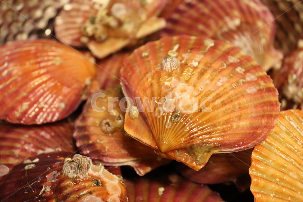 가리비,해산물,수산물,조개,해물,seafood,food,clam,seashell,음식,식재료,요리,food,cook,meal,dishes,food reserves,수산물,해산물,fishery products,seafood