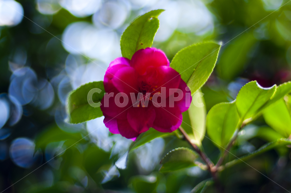 flower,꽃,plant,식물,동백꽃,식물,자연,plants,nature,꽃,flower