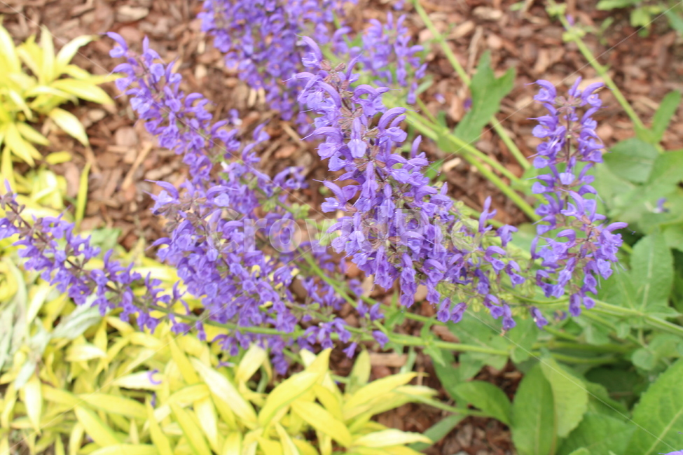 꽃,라벤더,자연,자연물,식물,보라색,purple,flower,nature,lavender,식물,자연,plants,nature,꽃,flower