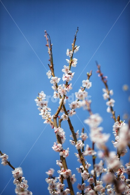 매화,봄,꽃,매화나무,매화꽃,봄,계절,spring,season