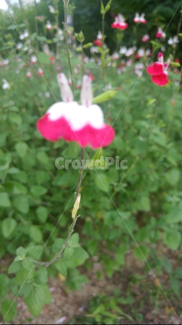 꽃,flower,세이지,체리세이지,식물
