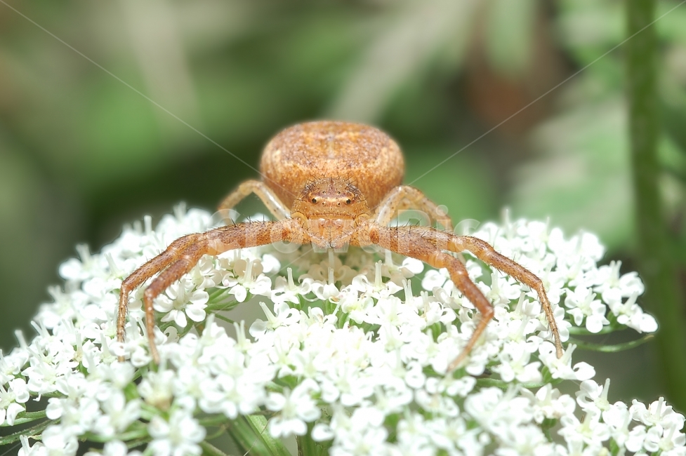 자연,접사,매크로,마이크로,곤충,Nature,closeup,macro,micro,insects,거미,식물,자연,plants,nature,꽃,flower,동물,animal,곤충,벌레,insect,bug
