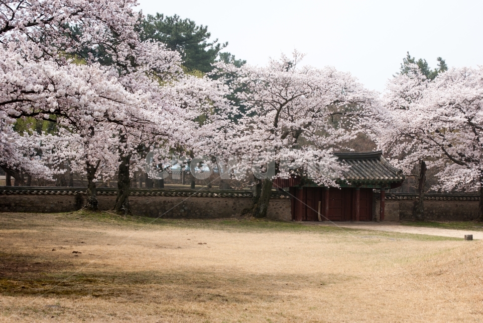 벚꽃,왕릉,대릉원,경주,식물,풍경,나무,꽃,대문,전통건축,잔디,관광지,천마총,배경,봄,미추왕릉,봄,계절,spring,season,자연,풍경,nature,landscape,한국자연풍경,한국자연경관,korea nature landscape,한국전통,한국문화,korean traditional,korean culture,plant,blossom,flower