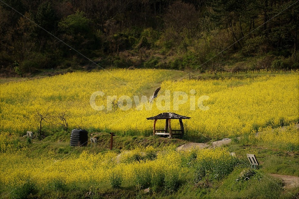 유채꽃,꽃,원두막,자연,식물,봄,spring,nature,감성,풍경,계절,season,자연풍경,flower,봄,계절,spring,season,grassland,목초지,outdoors,옥외,field,들,farm,농장,rural,농촌,meadow