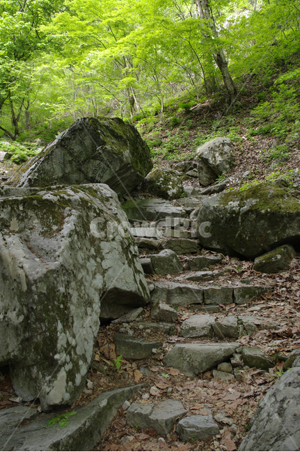 길,숲,나무,식물,돌,자연,풍경,nature,landscape,ground,바닥,rubble,파편,slate,슬레이트