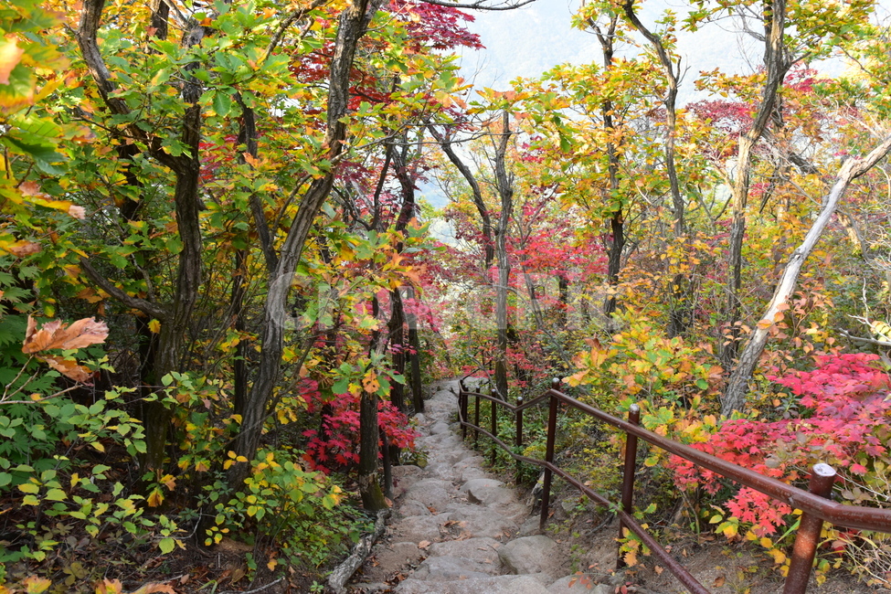 가을,단풍,자연,풍경,북한산,잎,단풍잎,붉은,나무,계절,계곡,숲,힐링,plant,fall,autumn,season,forestnature,landscape,한국자연풍경,한국자연경관,korea,tree,maple,leaf,가을,계절,fall,autumn,season,자연,풍경,nature,landscape,식물,plants,나무,trees,wood,outdoors,옥외,garden,정원