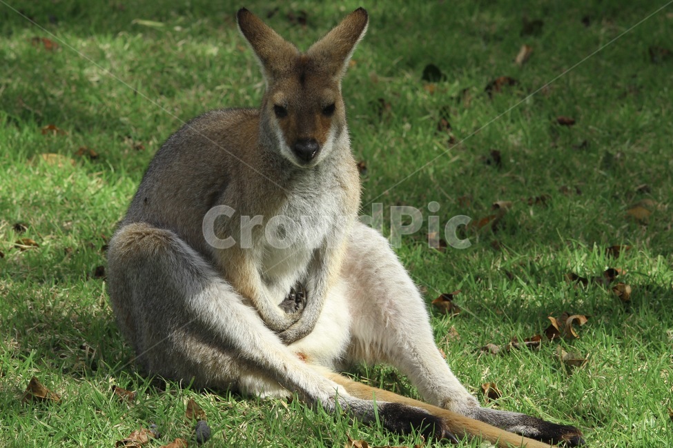 왈라비,왈라비새끼,엄마왈라비,귀여운동물,왈라비종류,wallaby,babywallaby,cuteanimal,동물,animal,포유류,mammal