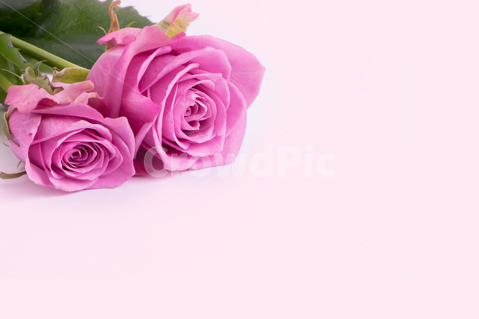 장미,분홍색,두송이,흰바탕,꽃,꽃,flower,기념일,축하,anniversary,congratulation,celebrate,celebration