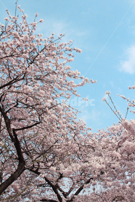 벚꽃,봄,spring,cherryblossom,여의도,식물,자연,plants,nature,꽃,flower