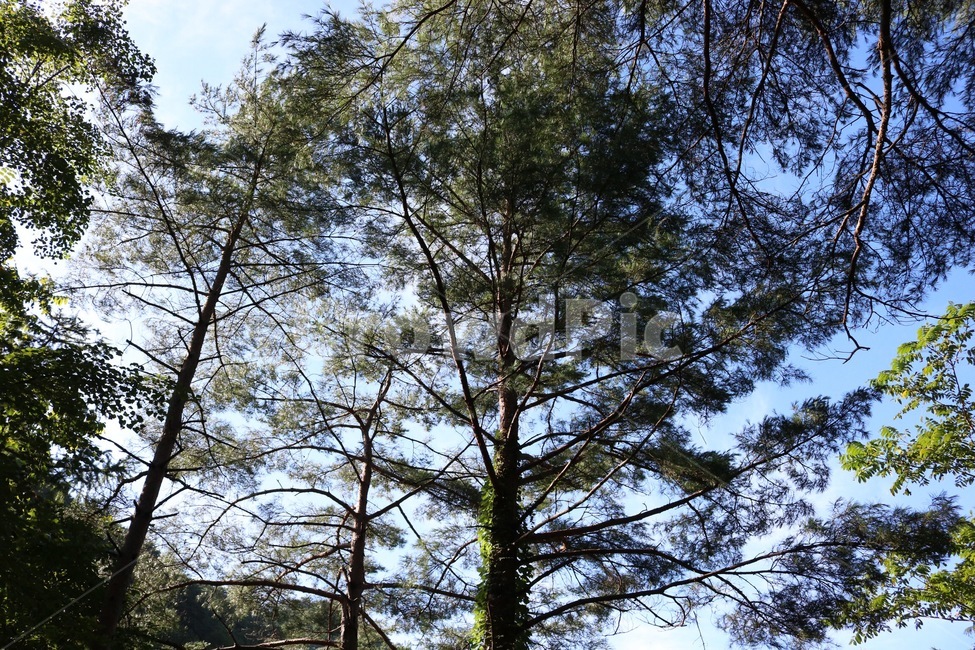 산,나무,초록,자연,식물,햇빛,여름,mountain,yama,tree,ki,green,midori,nature,plants,shokubutsu,sunlight,hizashi,summer,natsu,하늘,sky,sora,구름,파랑,cloud,kumo,blue,ao,자연,풍경,nature,landscape,식물,plants,나무,trees,wood,plant,fir,전나무