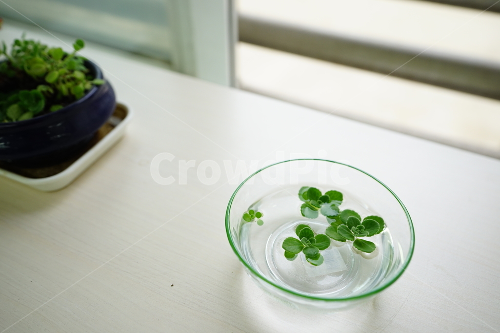 식물,취미,녹색,물,창가,그린,생명,감성,감성사진,식물,자연,plants,nature,실내용화초,화분,화초,house plant