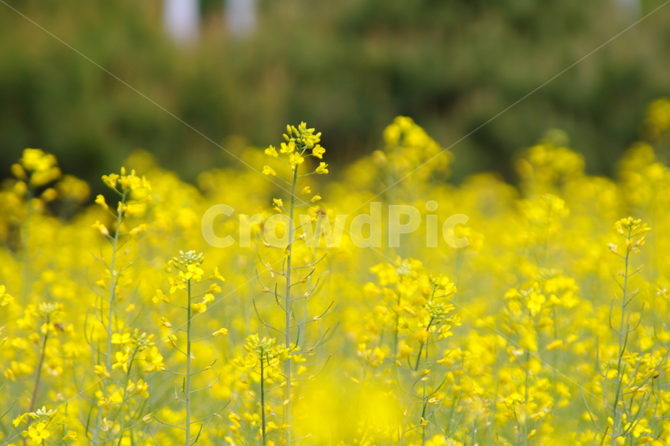 Olympic Park,Rural,nature,countryside,rural,Korean region,grassland,spring,seoul,outdoors,field,Farm,sight,farm,land mark,meadow