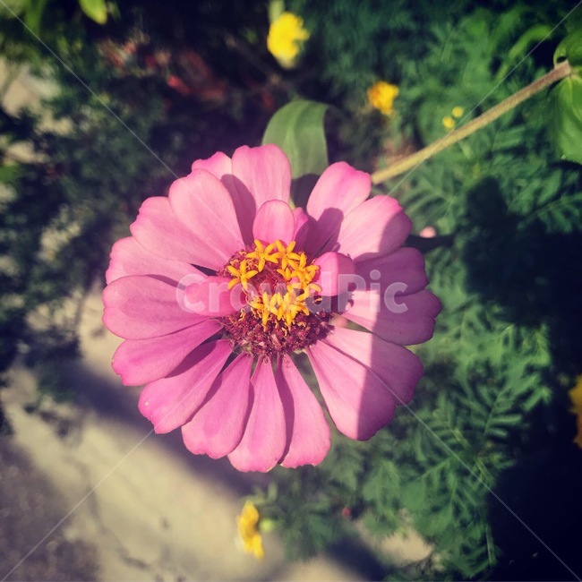 꽃,한송이,꽃한송이,분홍,백일홍,백일초,국화