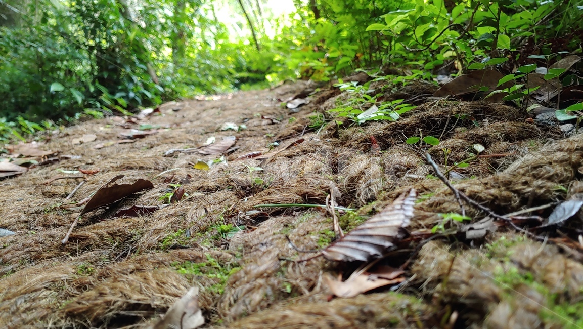 forestroad,야자매트,yajamat,숲길,제주올레길