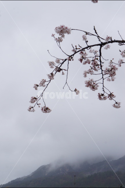 산,벚꽃,풍경,구름,봄,흐림,봄,계절,spring,season,식물,자연,plants,nature,꽃,flower,plant,blossom