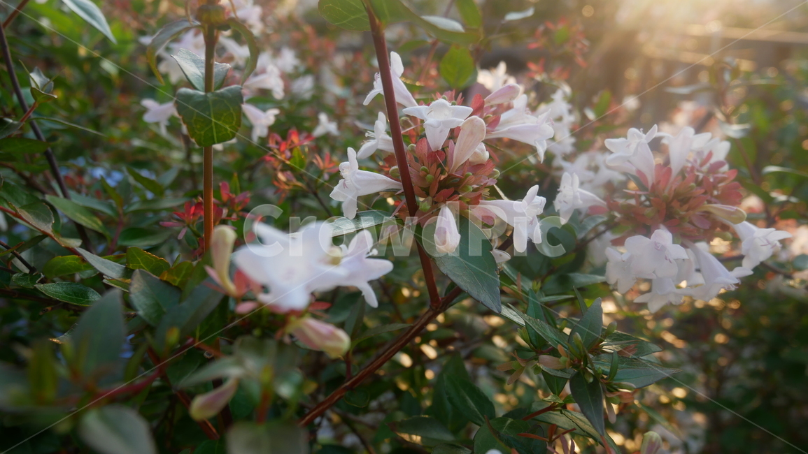 길가,꽃,흰색꽃,감성사진,감성,식물,자연,plants,nature,꽃,flower