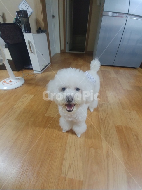 푸들,강아지,반려견,친구,기쁨,동물,animal,포유류,mammal,개,강아지,dog,doggy