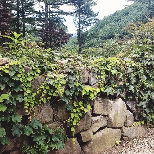 넝쿨,돌,나무,풀,담장