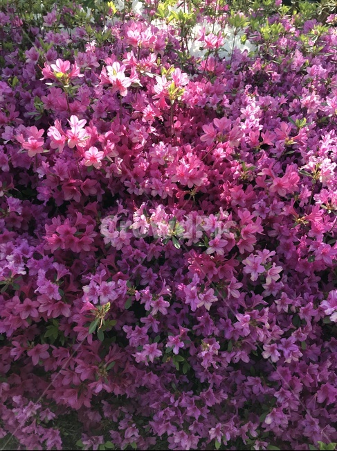 식물,분홍꽃,연분홍꽃,꽃,진달래