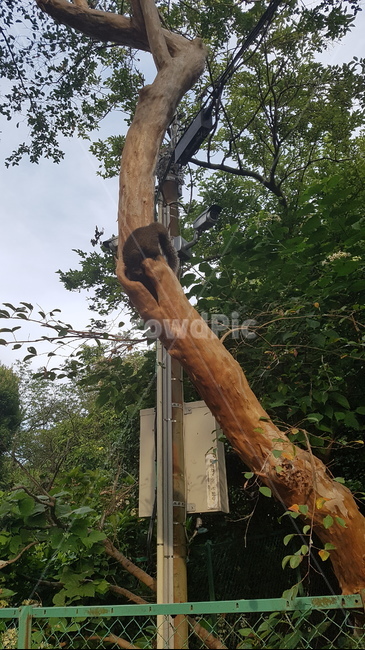 tree,나무,plant,식물,treetrunk,나무줄기