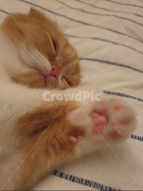 고양이,반려묘,스코티쉬폴드,슈렉고양이,cat,동물,animal,포유류,mammal,고양이,cat,kitten,kitty