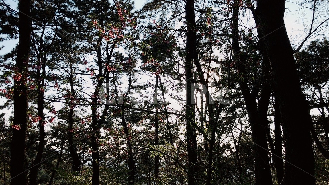 숲,나무,숲길,등산,나뭇잎,산길,산,풀,나무줄기,줄기,공기,상쾌,산소