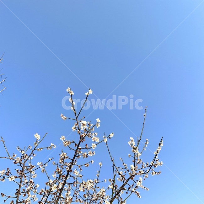 꽃,봄,하늘,벚꽃,spring,봄,계절,spring,season,식물,자연,plants,nature,꽃,flower,plant