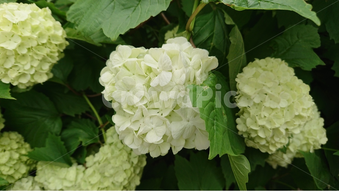 식물,꽃,수국,목수국,연두색,그린,녹색,여름,식물,자연,plants,nature,꽃,flower