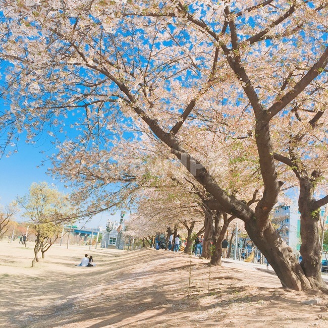 벚꽃,4월,한강,하늘,예쁜,맑은,파란색,구름,나무