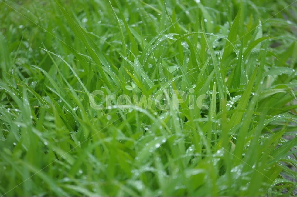 풀잎이슬,연둣빛봄,이슬방울,봄,수채화,식물,자연,plants,nature