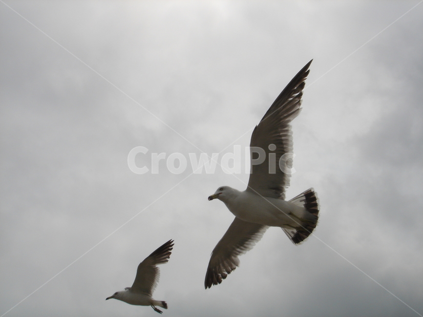 여름,새,갈매기,비상,하늘,구름,동물,animal,조류,새,birds