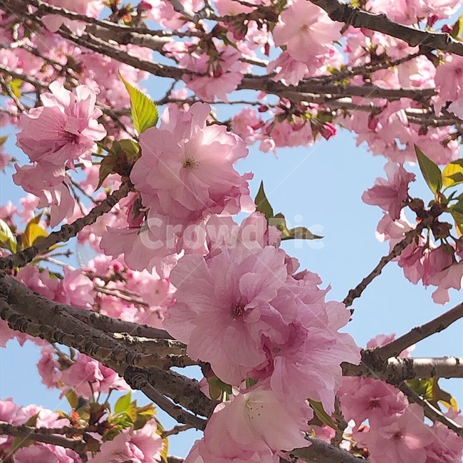 flower,꽃,벚꽃,cherryblossom,겹벚꽃