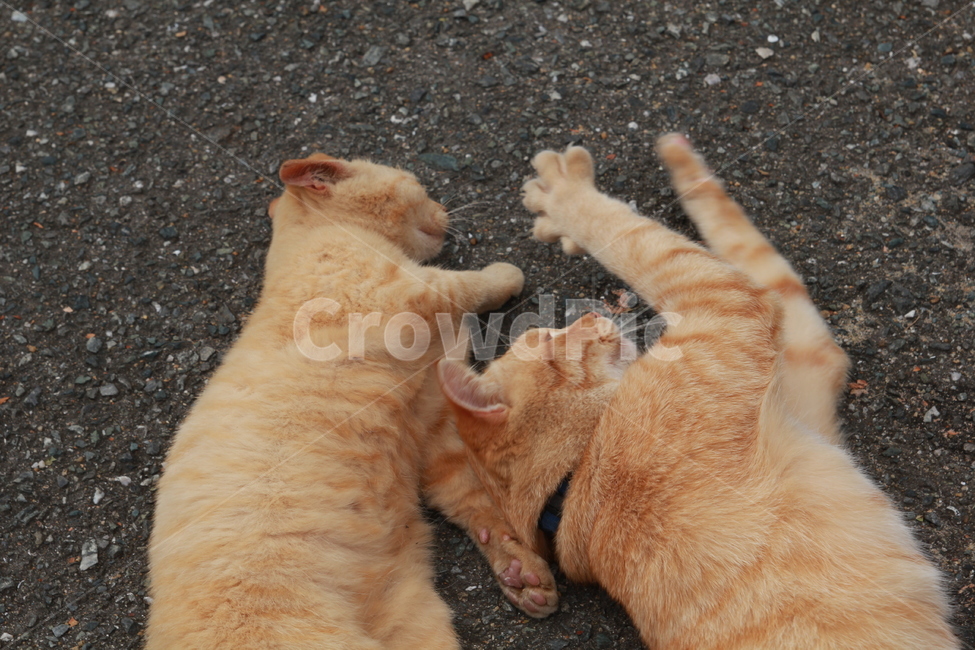 일본고양이,고양이,고양이섬,아이노시마,나른함,여유,동물,animal,포유류,mammal,고양이,cat,kitten,kitty