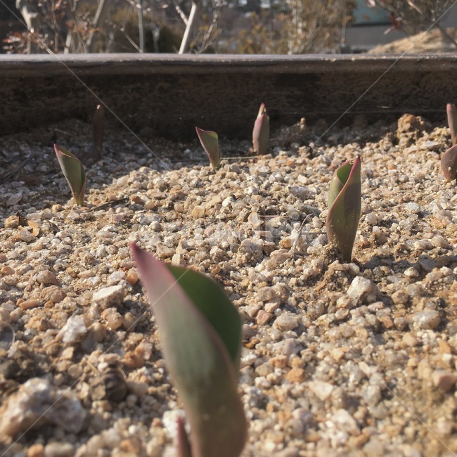 식물,화단,새싹,튤립새싹,튤립,자연,힐링,식물,자연,plants,nature