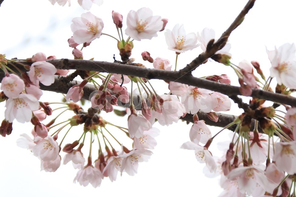 plant,flower,cherryblossom,blossom,꽃,벚꽃,식물,자연,봄,식물,자연,plants,nature,꽃,flower