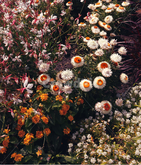 꽃,색감,풀,감성,식물,자연,flower