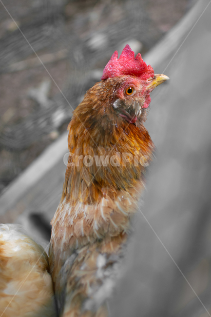 닭,chicken,암탉,수탉,닭장,poultry,fowl,hen,동물,animal,조류,새,birds