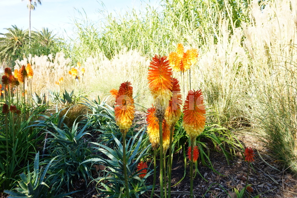 꽃,붉은꽃,빨간꽃,풀,풀숲,자연환경,풍경,식물,자연,plants,nature,꽃,flower