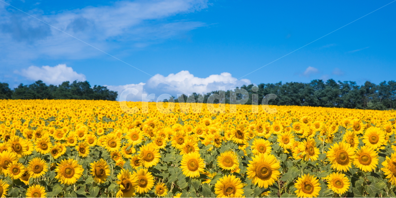 해바라기,해바라기꽃,선플라워,sunflower,꽃,flower,자연,풍경,nature,landscape,식물,plants,꽃,flower,plant