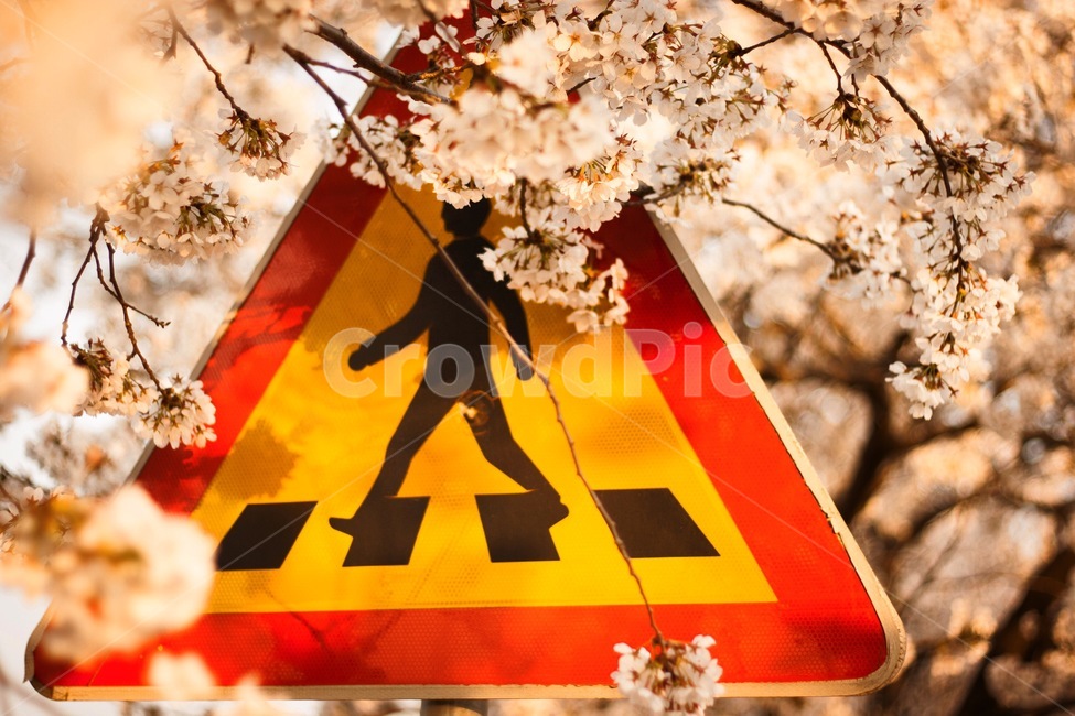 romance,Cherry Blossom,In May,sign,March,late spring,april,spring,spring flowers,plants,sight,season,Traffic Light,Emotion,signal,sensible,nature,tree,feeling,excitement,flower,Emotional photo,flower scent,emotion,background,plant,pedestrian,travel