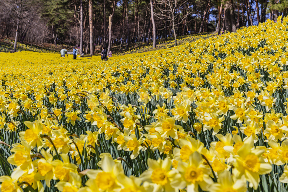 시골,꽃,수선화,하늘,전통가옥,flower,daffodil,sky,plant,tree,spring,park,garden,tilehouse,ruins,antique