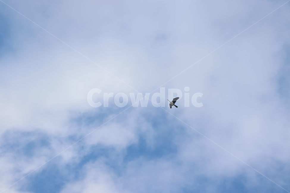 bird,새,animal,동물,flying,나는,구름,하늘,조류,새,birds