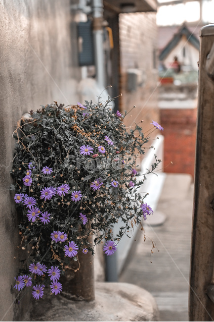 plant,식물,보라색,화분,감성,꽃,flower,보라