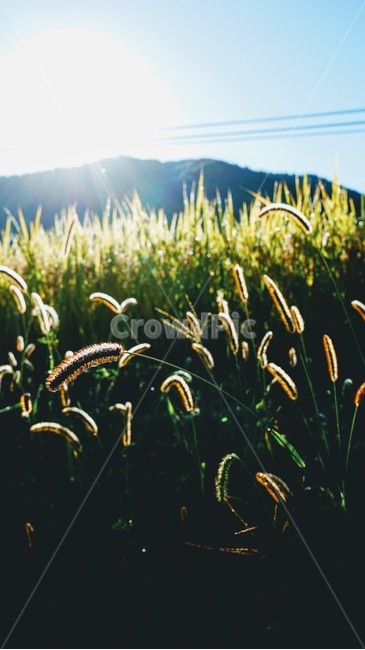 자연,강아지풀,살랑살랑,바람,햇살,식물,자연,plants,nature
